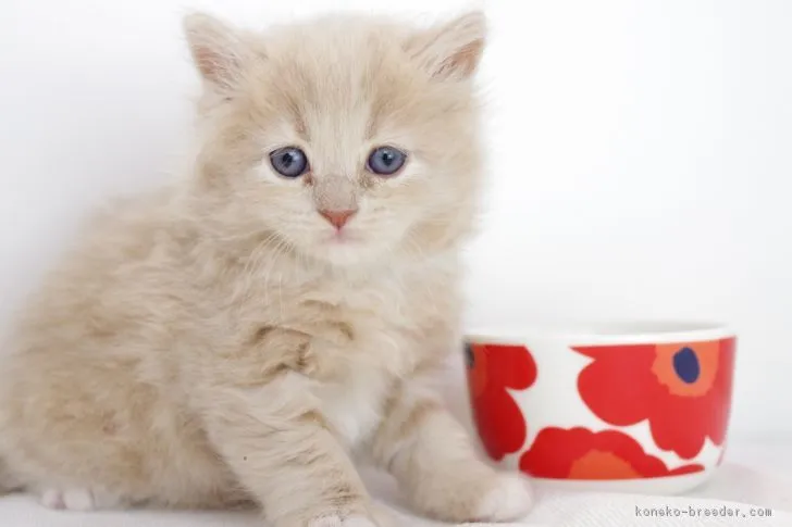 ID:1803-00956の子猫