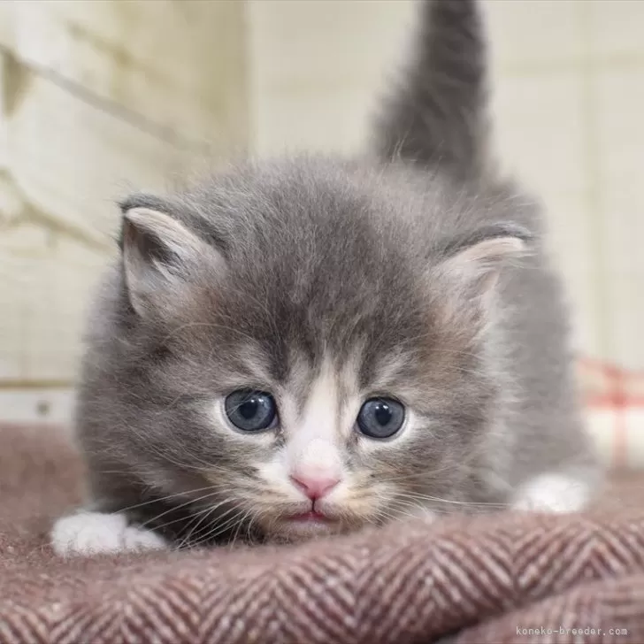 ID：2403-00457の子猫