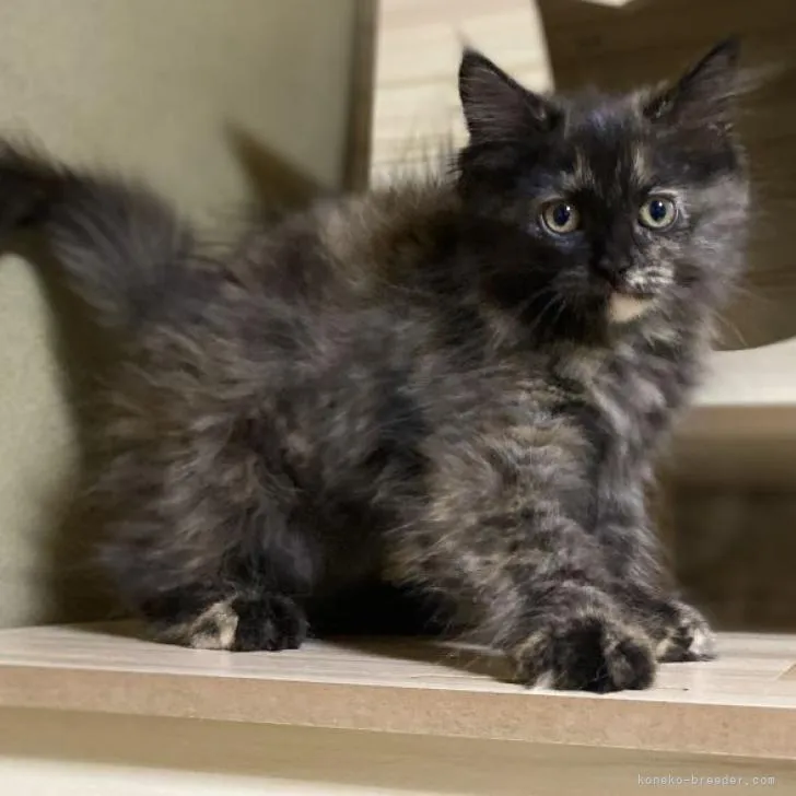 あいき 様のお迎えした子猫