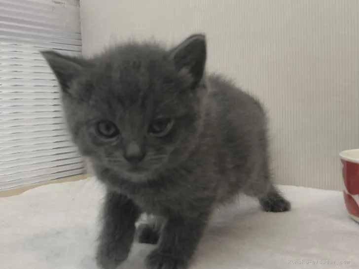 ID:1903-00211の子猫