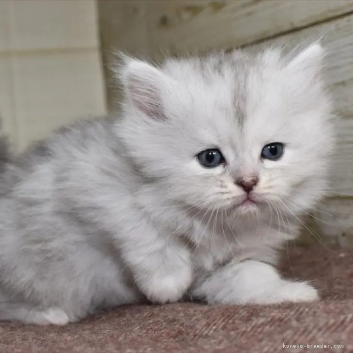ID：2310-01029の子猫
