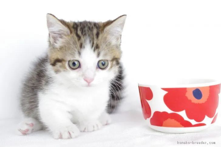 ID：1803-00323の子猫