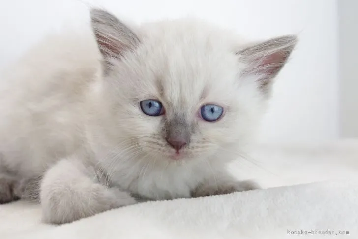 ID：1708-00314の子猫