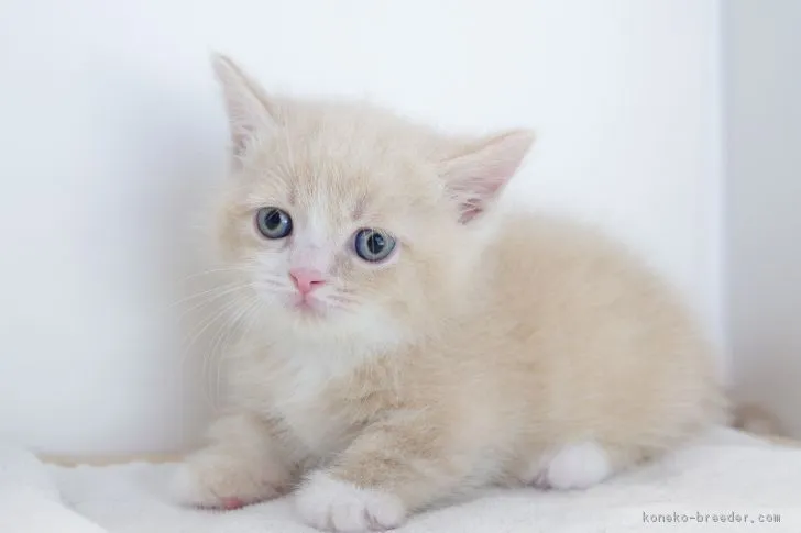 ID:1709-00771の子猫