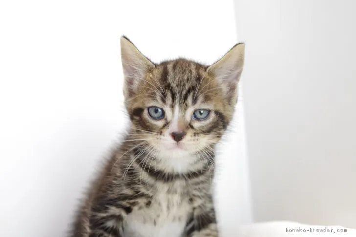 ID：1710-00793の子猫