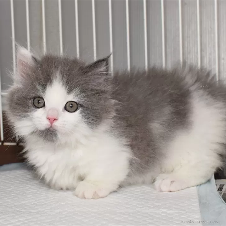 ID：2404-01081の子猫