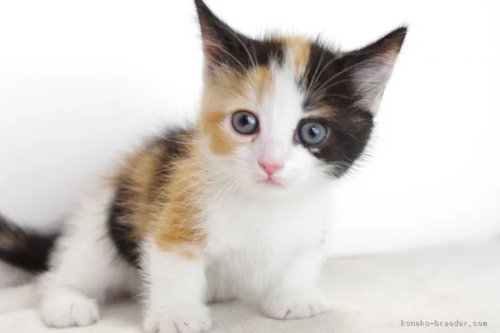 ID：1708-00869の子猫