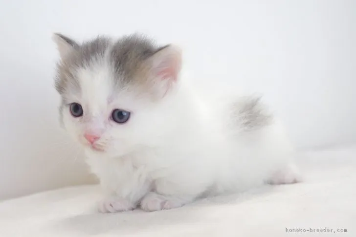 ID：1710-00789の子猫