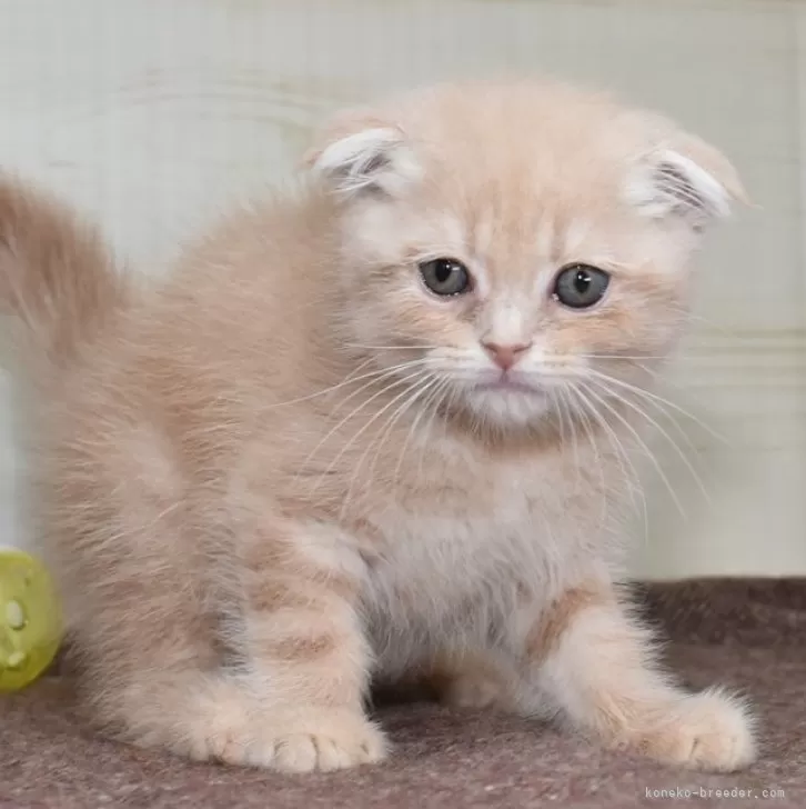 ID:2405-00807の子猫