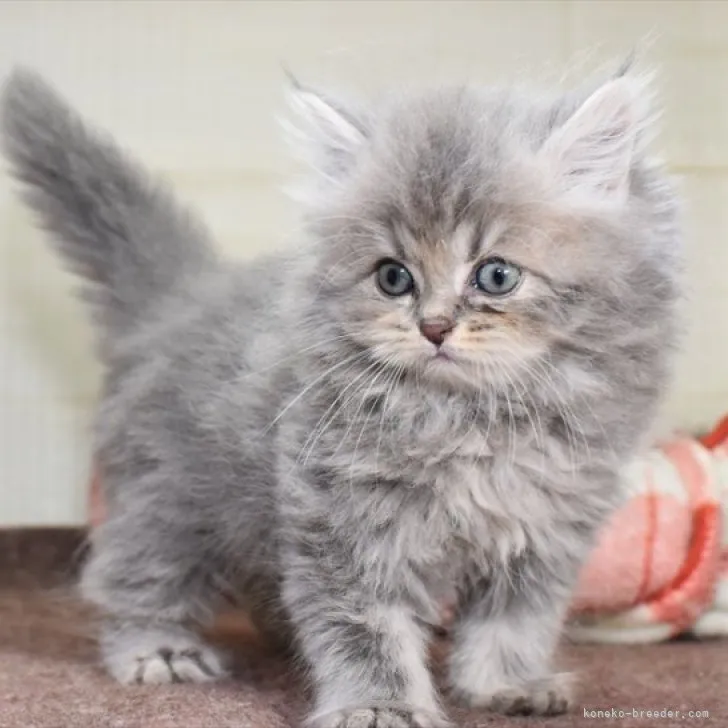 ID：2310-01031の子猫
