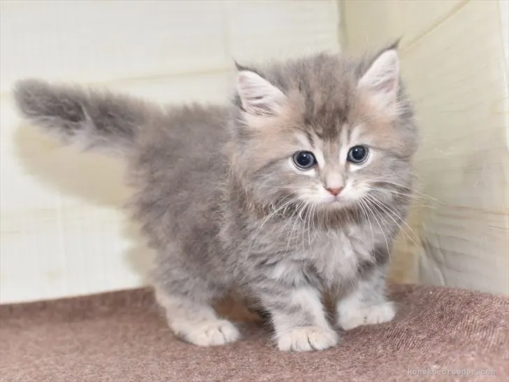 ID：2105-02164の子猫