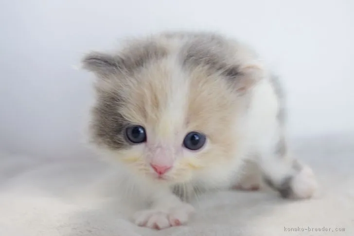 ID:1707-00514の子猫