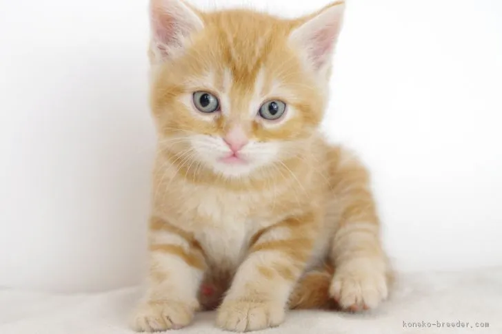 ID:1708-00309の子猫