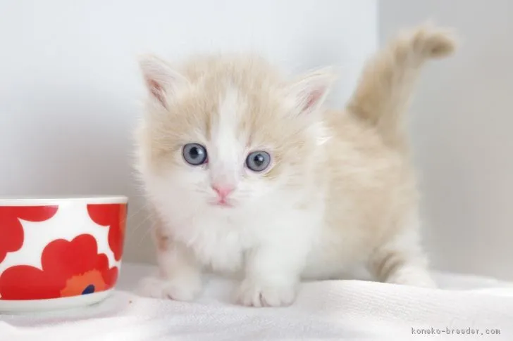ID:1804-01055の子猫