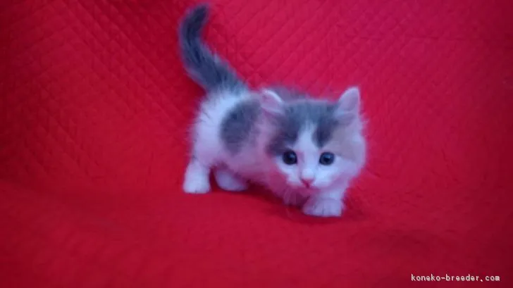 ID：1701-00731の子猫