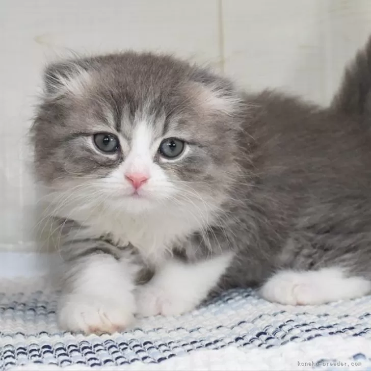 ID：2406-03230の子猫