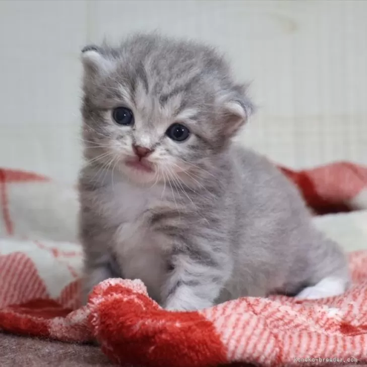 ID:2411-01998の子猫