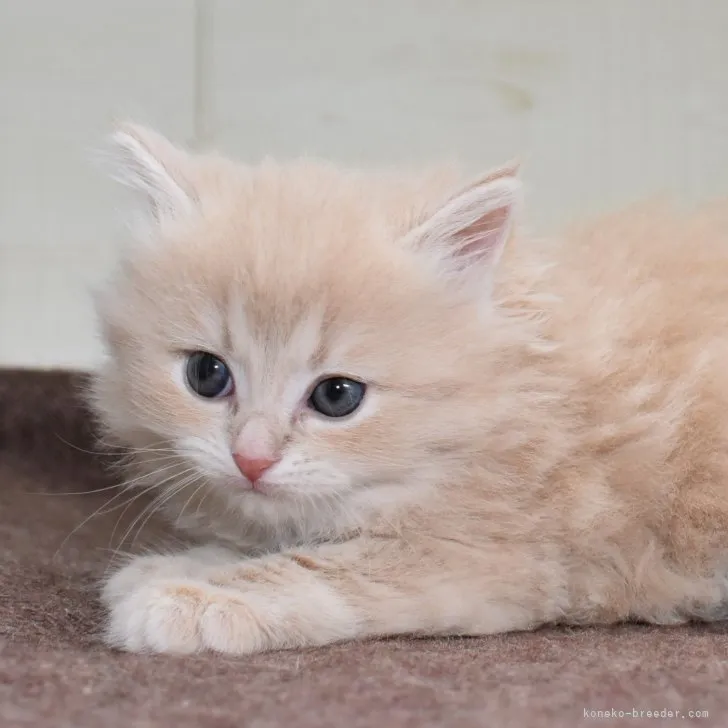 ID:2308-00185の子猫