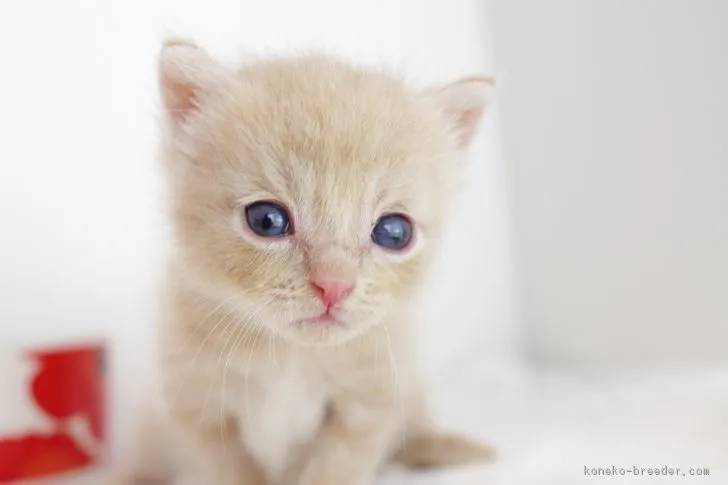 ID：1805-00970の子猫