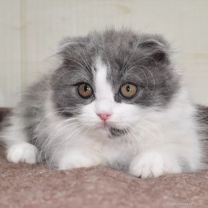 ID：2403-00461の子猫