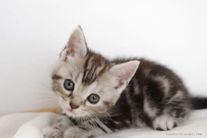 ID：1705-00816の子猫