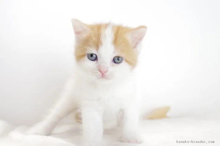 ID:1709-00763の子猫