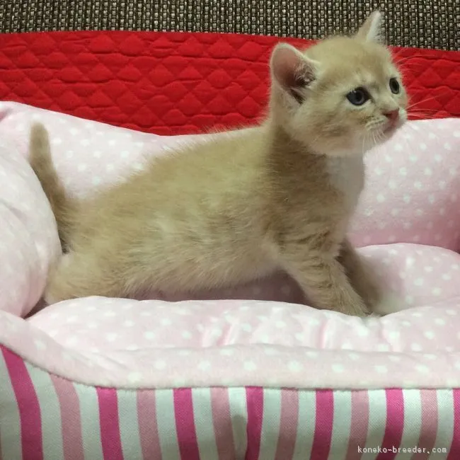 ID:1605-00626の子猫