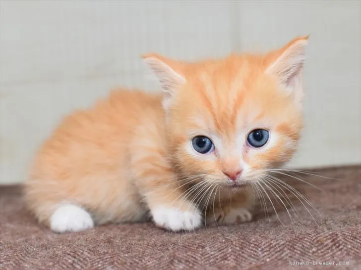ID：2010-00032の子猫