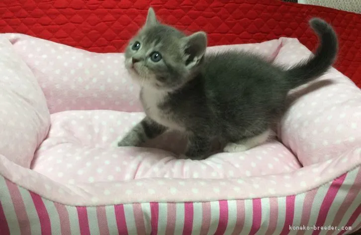 ID：1605-00624の子猫