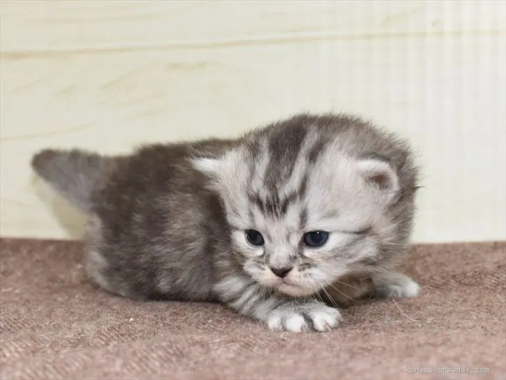 ID：2102-01507の子猫