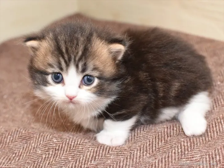 ID：2010-00601の子猫