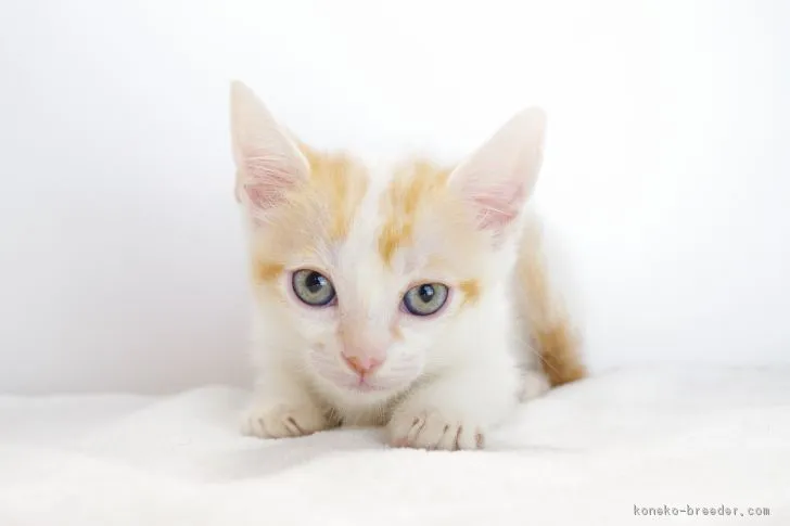 ID：1706-00666の子猫