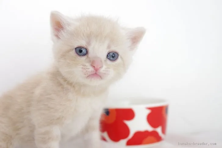 ID：1805-00965の子猫