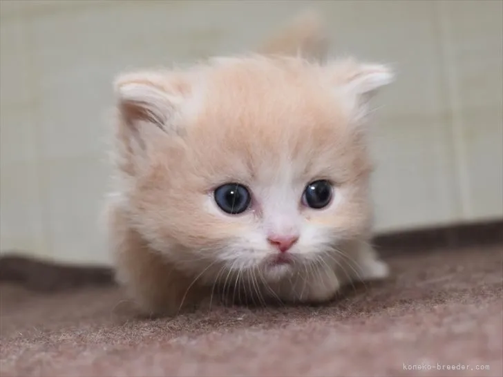 ID：2203-02440の子猫