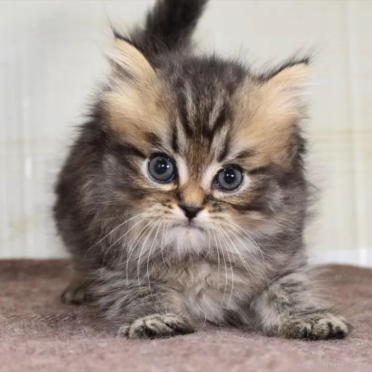 ID：2403-01113の子猫