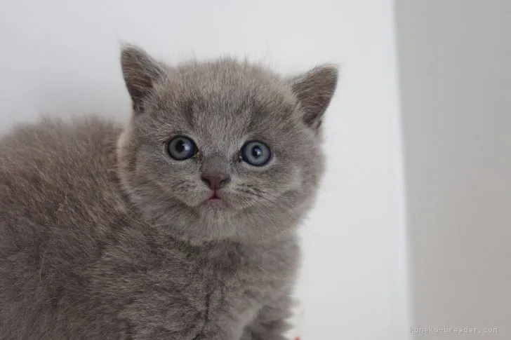 ID:1810-00947の子猫
