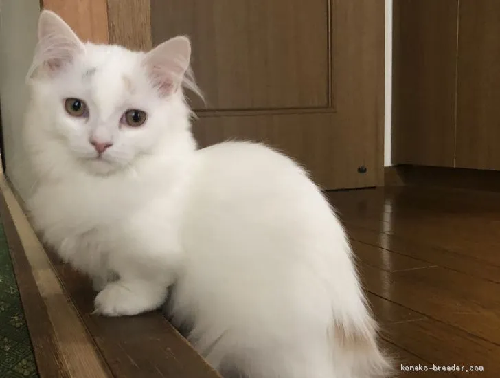 ID：2002-00235の子猫