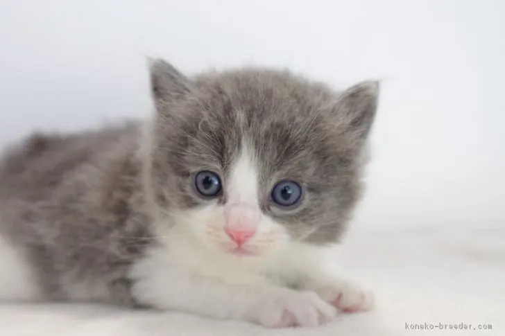 ID：1709-00756の子猫