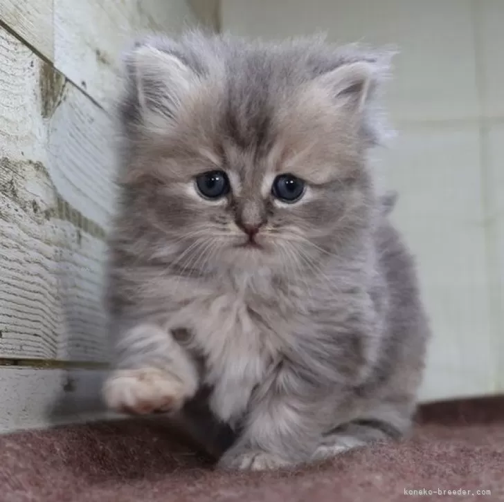 ID:2410-03388の子猫