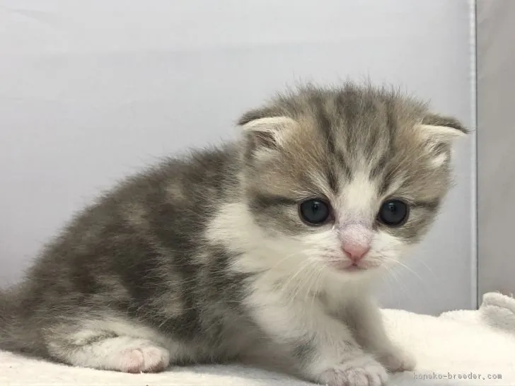 ID：1901-01124の子猫