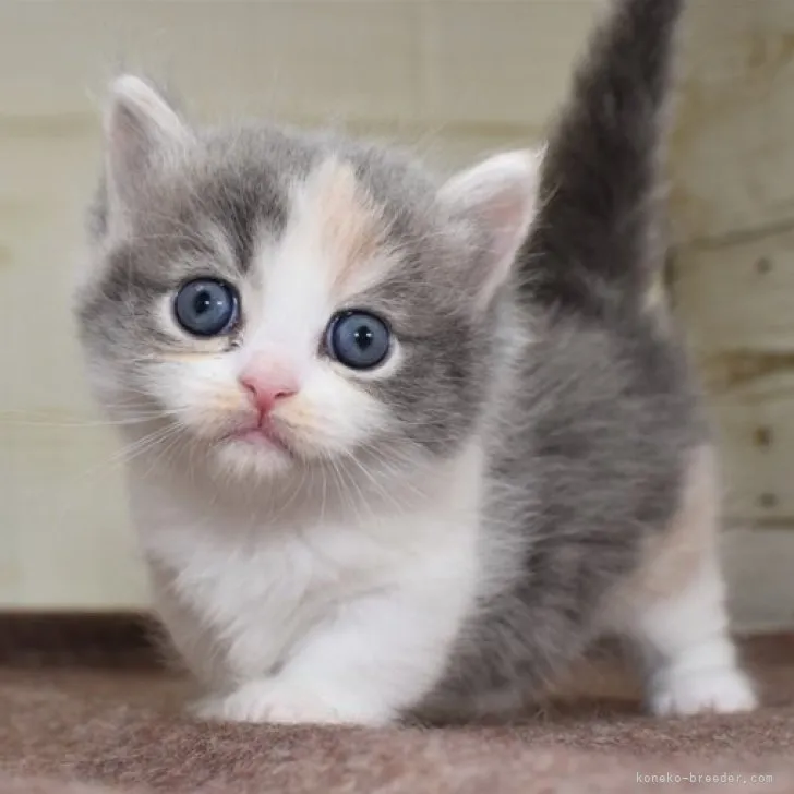 ID：2306-02577の子猫