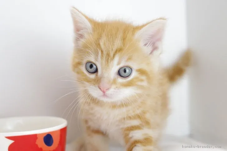 ID：1805-00963の子猫