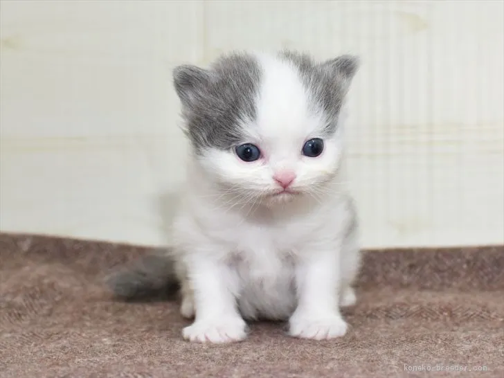 ID：2102-01103の子猫