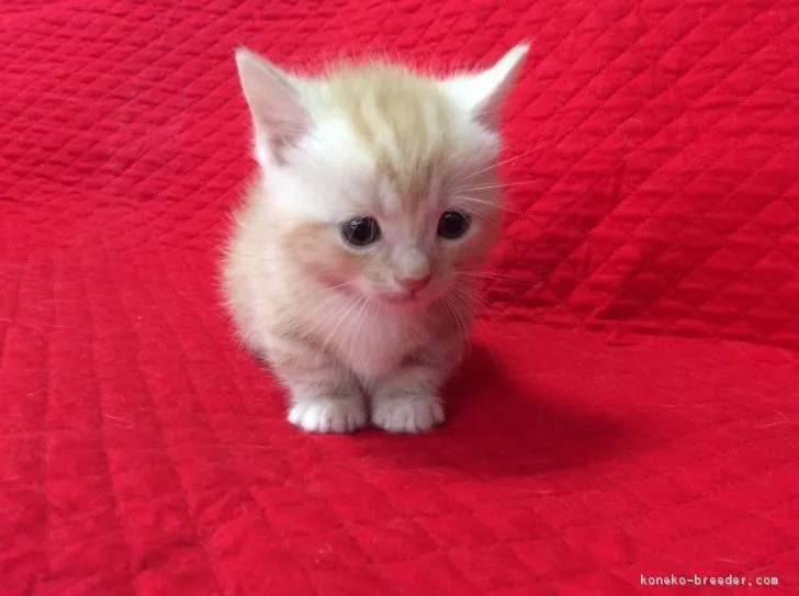 ID:1703-00143の子猫