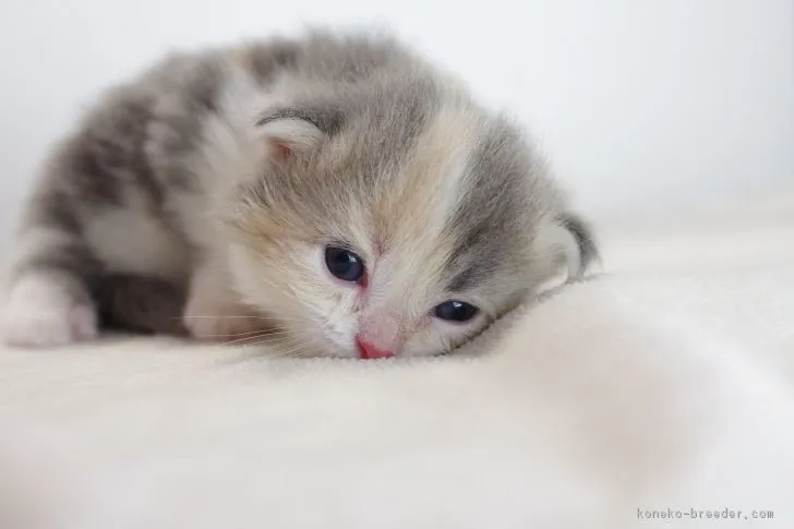 ID:1709-00781の子猫