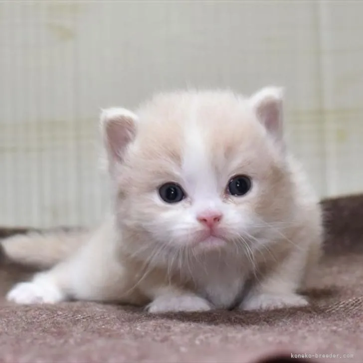 ID:2211-01496の子猫