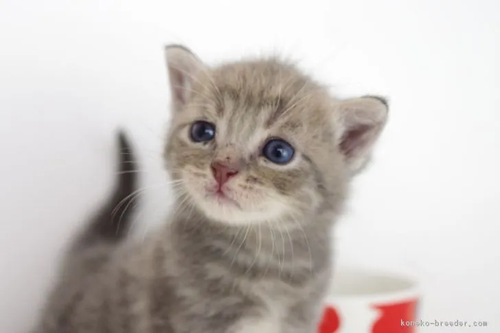 ID：1805-00966の子猫