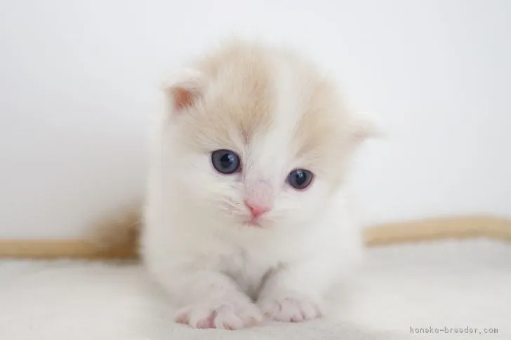 ID:1706-00005の子猫