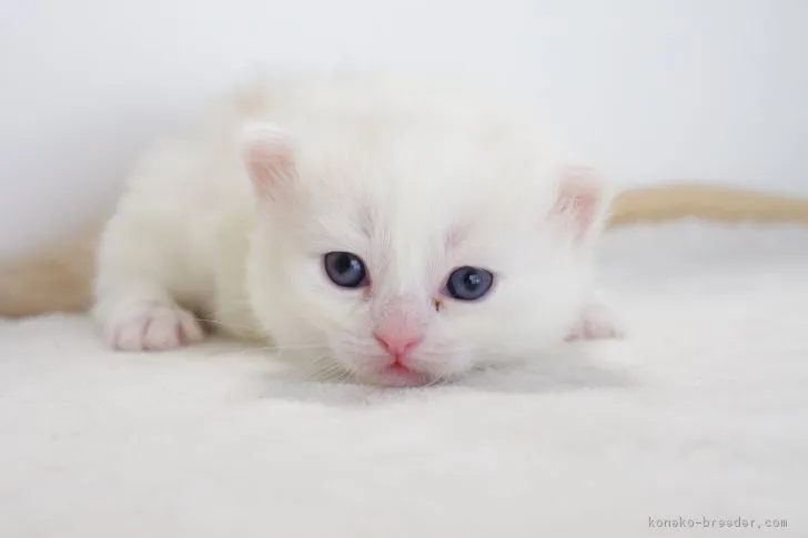 ID：1705-00899の子猫