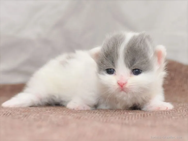 ID：2004-01238の子猫